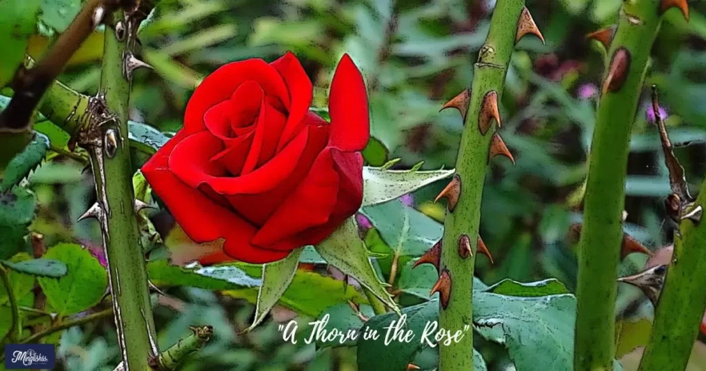 "A Thorn in the Rose"