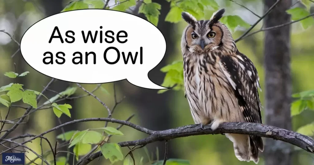  Wise as an Owl